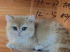 -猫十亿·布偶金渐层·曼基康矮脚猫舍(青年路店)