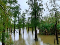 -上海长兴岛郊野公园