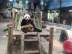 -栾川竹海野生动物园