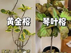-居丽装饰空间设计(总部)