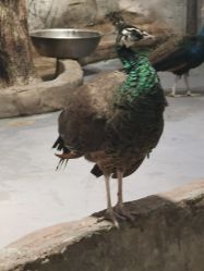 -Zoolung Zoolung动物主题公园(海信广场店)