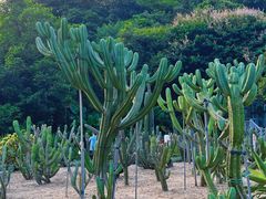 -深圳仙湖植物园