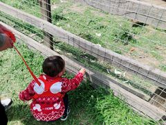 -田园东方蜜桃村的田野营地