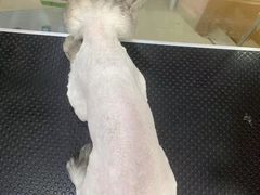 -车接车送·寄养洗护·德文猫舍(大宁店)