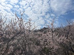 -北京鹫峰国家森林公园