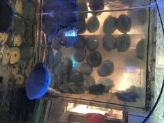 -大红袍火锅料理(尖沙咀店)