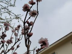 -桃花堤公园