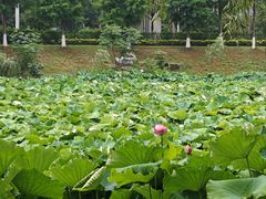 -洋湖国家湿地公园