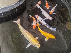 -深圳威尼斯英迪格酒店