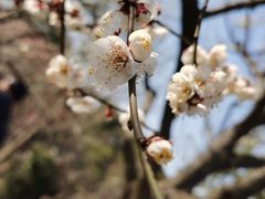 -香雪海