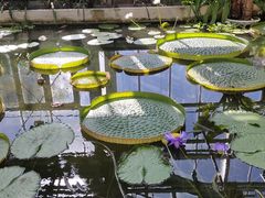 -国家植物园南园