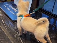 -宠颐生斯嘉宠物医院·急重症·心内科(谷阳北路分院)