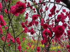 -南汇桃花村