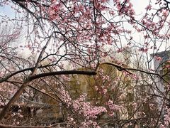 -桃花堤公园