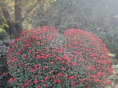 -杭州植物园