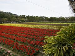 -丹樱生态园