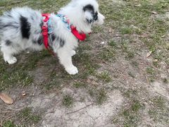 -爱侣宠医·鹦鹉专科·小型哺乳类·异宠专科(灵石路店)