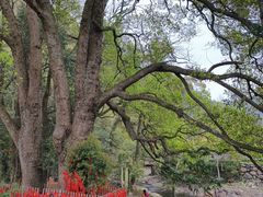 -石台牯牛降景区