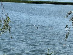 -野鸭湖国家湿地公园