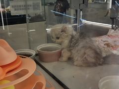 -babydoll猫舍·米努特·德文·缅因(久光中心店)