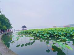 -西湖外事游船(花港观鱼码头)