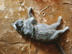-猫猫幼稚园·撸猫·桌游·电玩