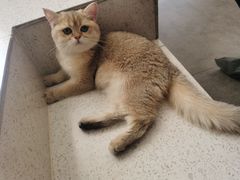 -飞行喵MR PILOT|猫舍·猫咖(静安大融城店)
