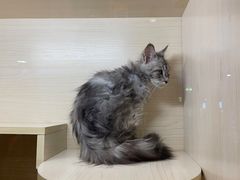 -屋虎猫馆(宝安大仟里店)