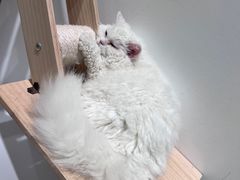 -COLOR PETS 撸猫馆·购猫·猫咖(长风大悦城店)