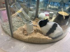 -momokira米努特·德文卷毛猫·棉花面纱犬