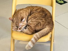 -平行世界·猫咖(首经贸店)