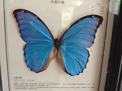 -上海鲜花港