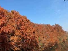 -上海海湾国家森林公园