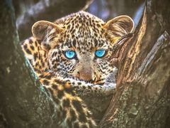 -罗红摄影艺术馆