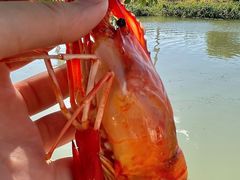 -小陆莲花蟹园农家乐(莲花岛店)