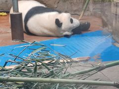 -成都动物园