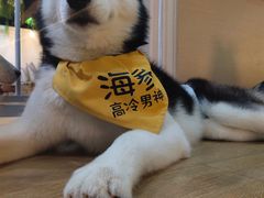 海参-Husky Go! 哈士奇体验馆·宠物咖啡厅狗咖