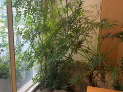 -真打拉面·日式拉面新流派(体育西横街店)