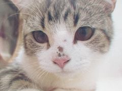 -李小姐の猫咖啡馆(五角场店)