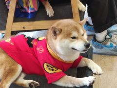 -南京Hallo宠物乐园·哈罗犬舍·柴犬繁育基地