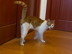 -芭比堂动物医院·犬猫全科·异宠专科(雁塔分院)
