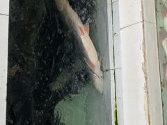 -羚羊峡古栈道森林公园