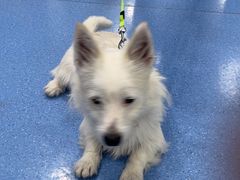 -天使宠物医院·犬猫分诊(彩虹店)