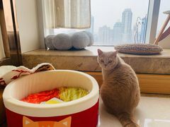 蛋黄-Catmate·猫肥家润(金润铂宫店)