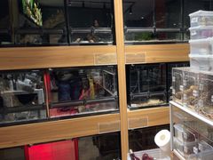 -酷以爬仙阁实体爬宠店·守宫·蜥蜴·专业繁育