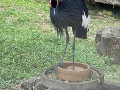 -吉隆坡雀鸟公园