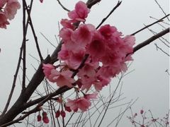 廣州櫻-天适樱花悠乐园