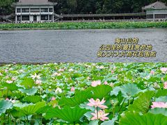 -荔湾湖公园