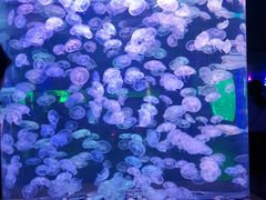 -多彩贵州城极地海洋世界