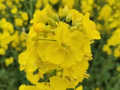 -三圣花乡旅游区